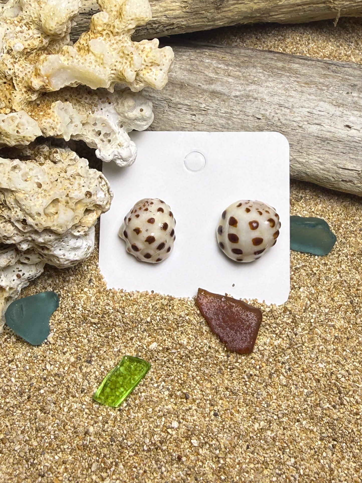 Drupe Shell Stud Earrings