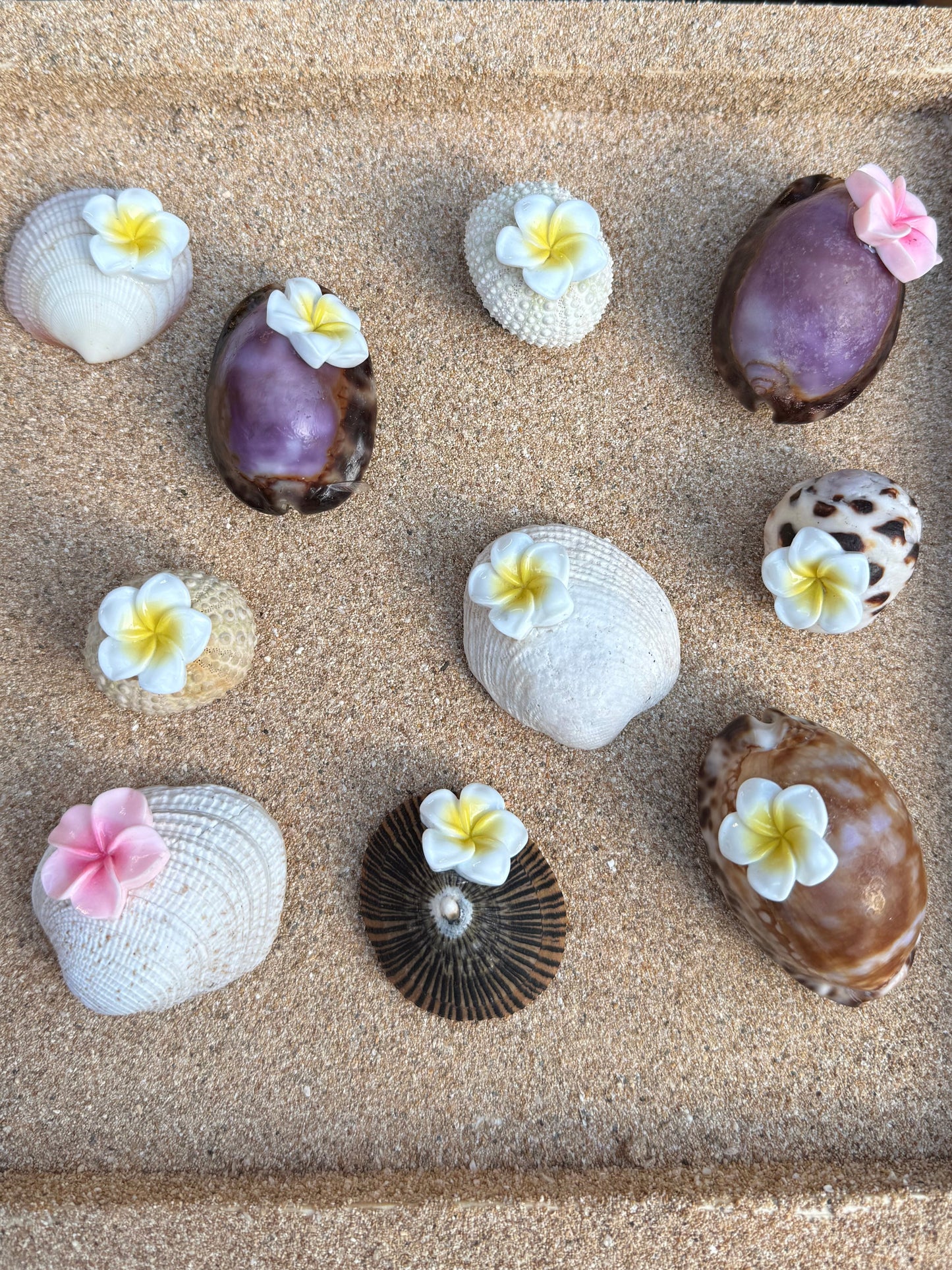 Sea Shell Magnets