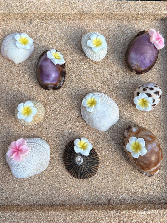 Sea Shell Magnets