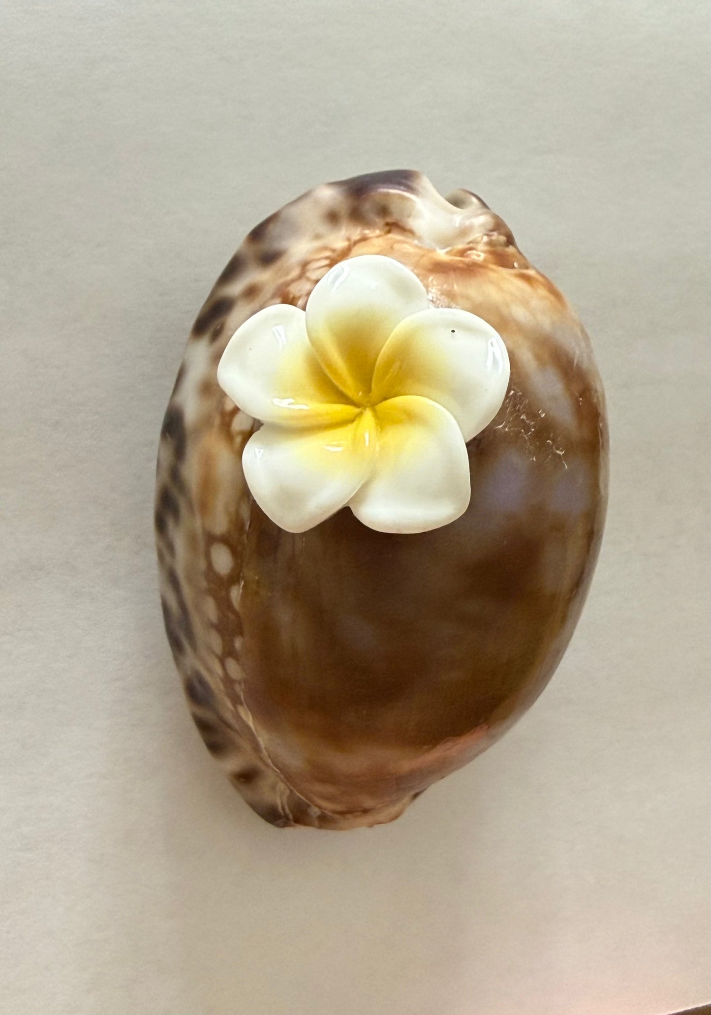 Sea Shell Magnets