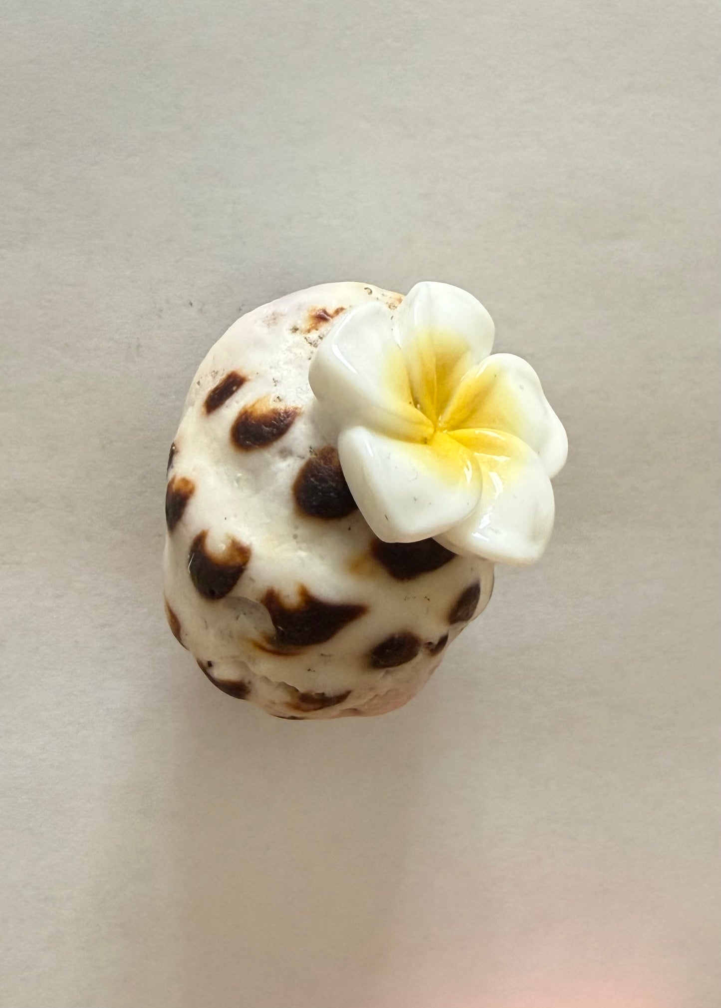 Sea Shell Magnets