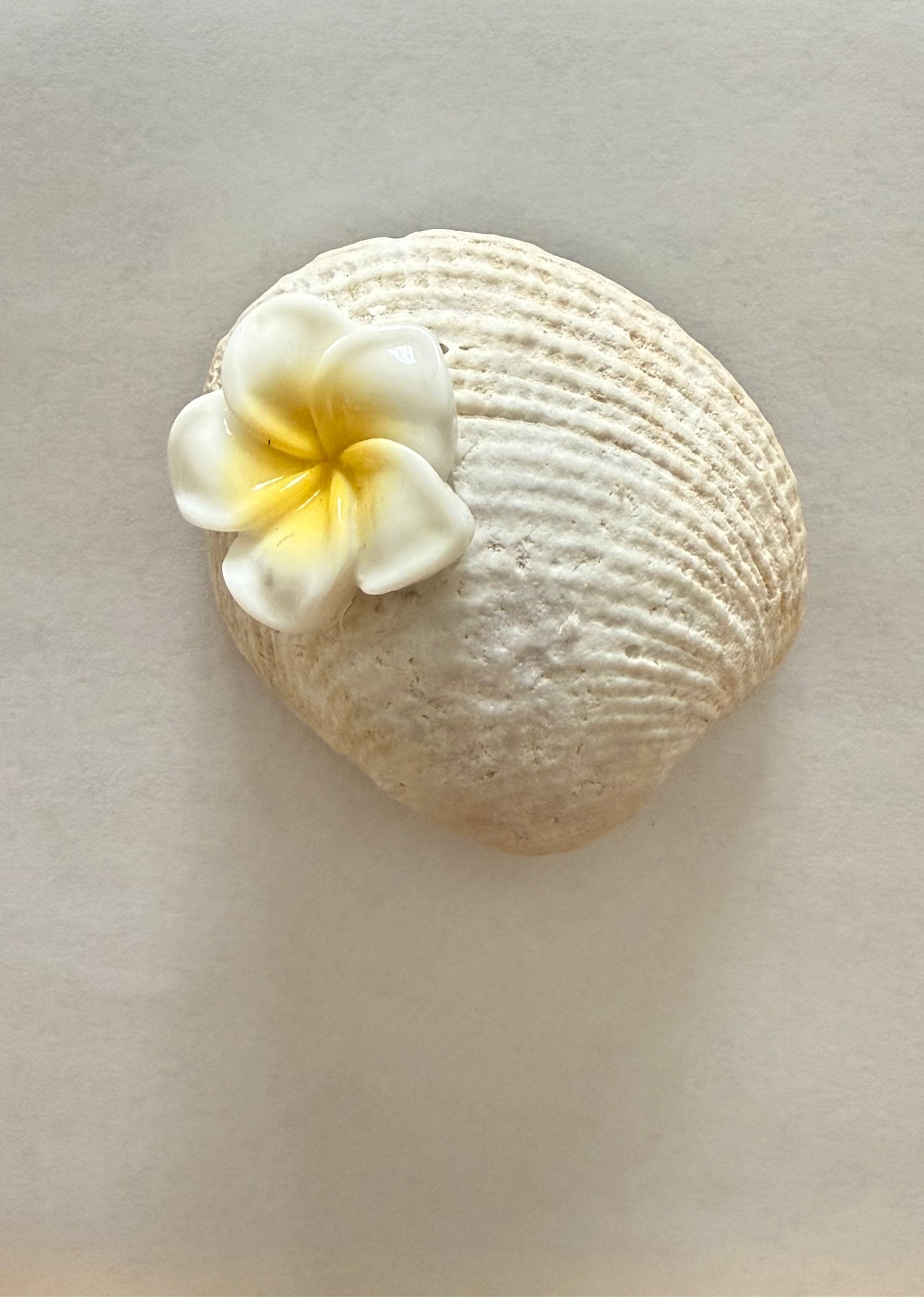 Sea Shell Magnets