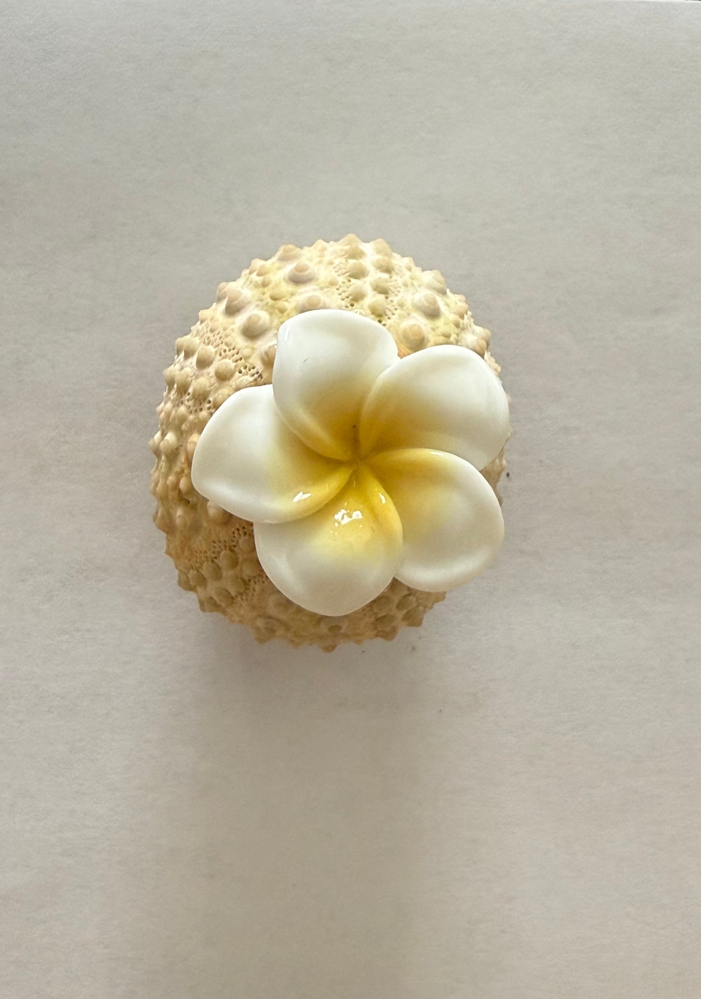 Sea Shell Magnets
