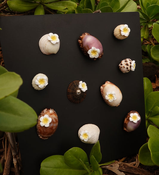 Sea shell Magnets