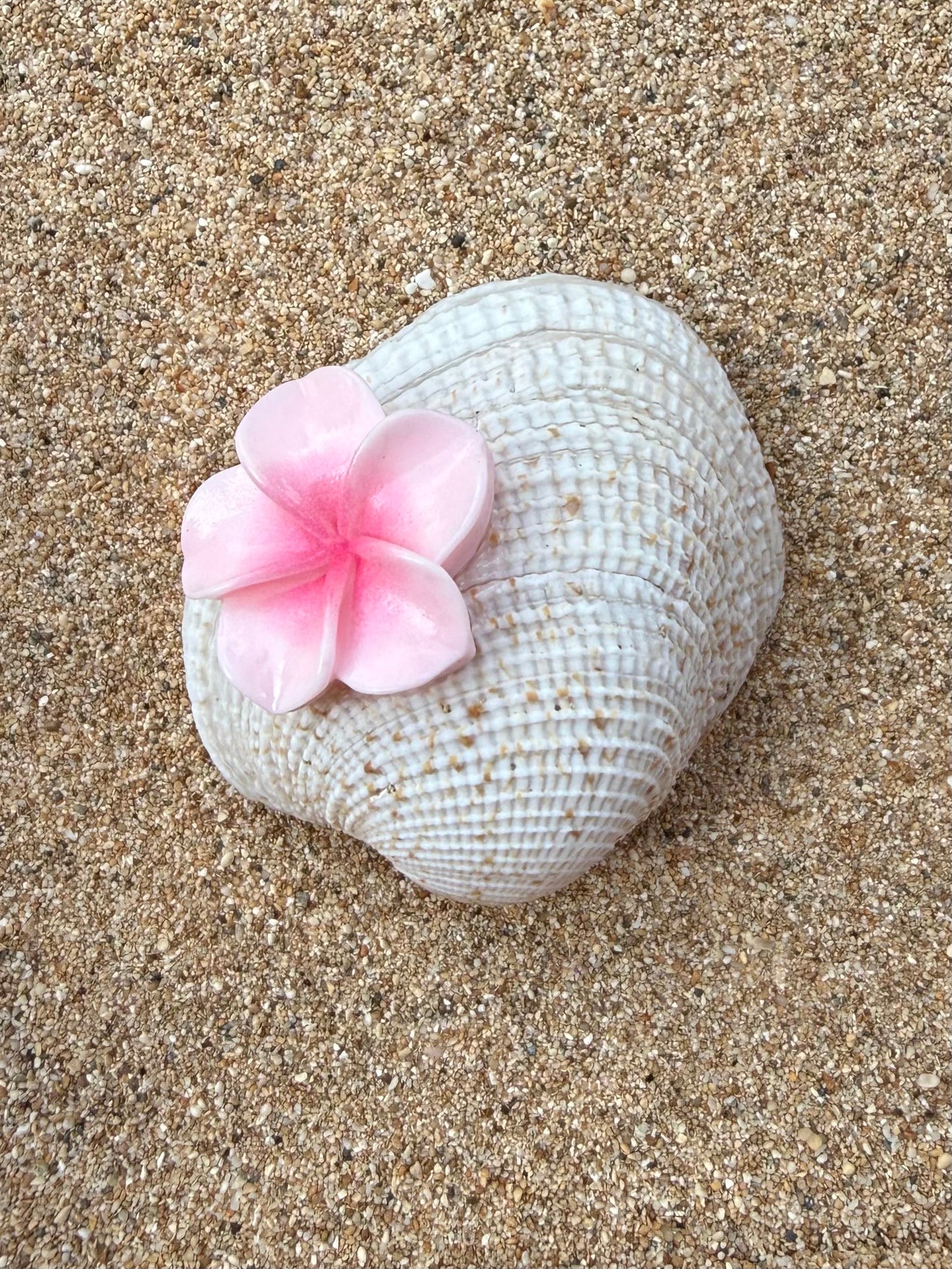 Sea Shell Magnets